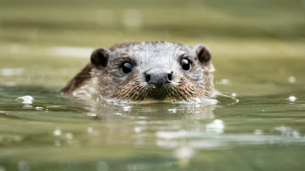 Wildlife 